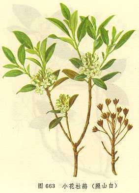 小花杜鹃
