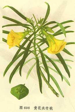 黄花夹竹桃