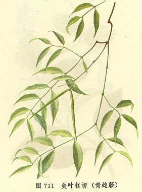 美叶杠柳