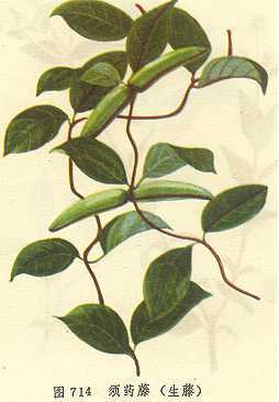 须药藤
