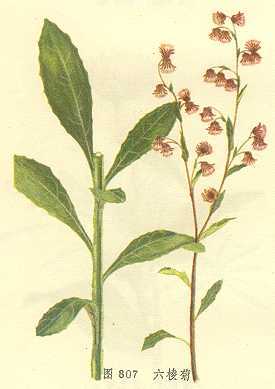 六棱菊