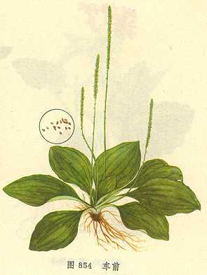 车前草