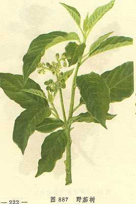 野茄树