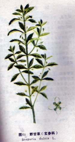 野甘草