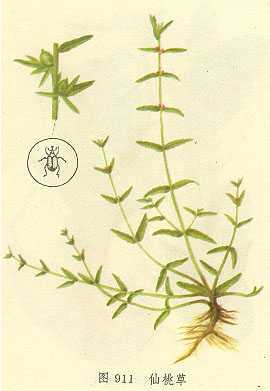 仙桃草