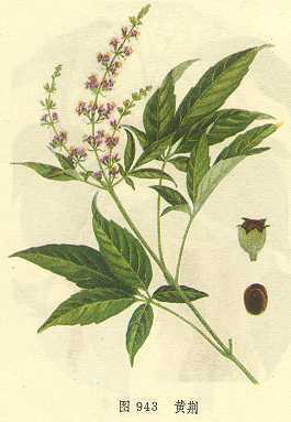 黄荆