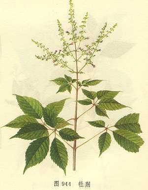 牡荆