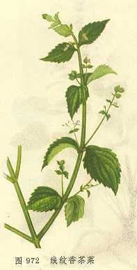 线纹香茶菜
