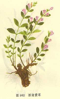 西南黄芩